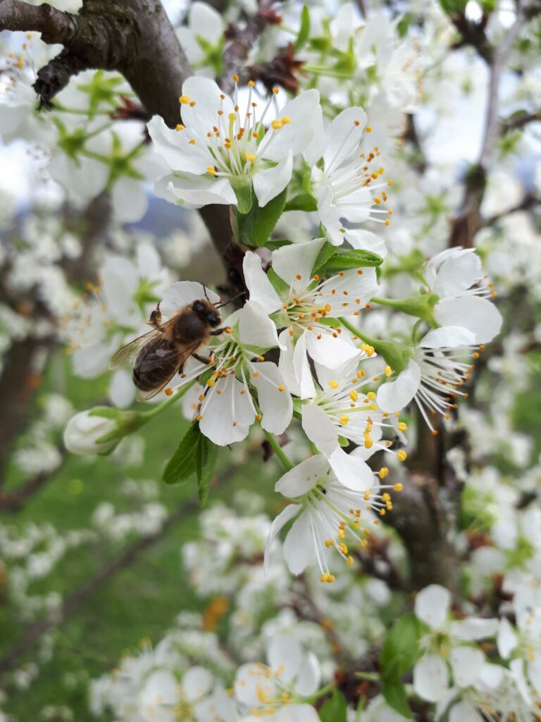 Le festin des abeilles de la semaine du 27 mars au 2 avril 2023